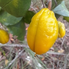 Pittosporum revolutum at Cambewarra, NSW - 8 Mar 2025 05:47 PM