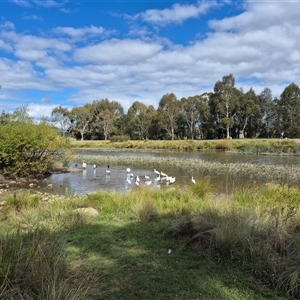 Platalea regia at Bungendore, NSW - 8 Mar 2025 by clarehoneydove