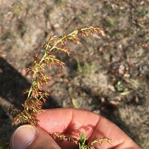 Cassinia sifton (Sifton Bush, Chinese Shrub) at Crowther, NSW - 8 Mar 2025 by Frecko