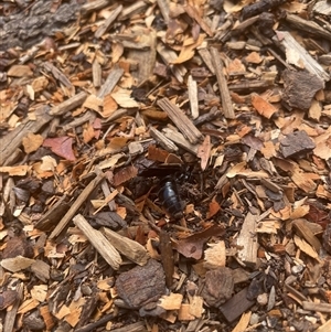 Austroscolia soror at Yackandandah, VIC - 8 Feb 2025 02:49 PM