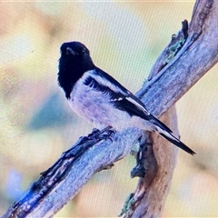 Melanodryas cucullata cucullata (Hooded Robin) at Koorawatha, NSW - Yesterday by Kooragindi