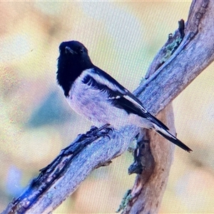 Melanodryas cucullata cucullata at Koorawatha, NSW - suppressed