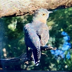 Cacomantis flabelliformis (Fan-tailed Cuckoo) at Koorawatha, NSW - 8 Mar 2025 by Kooragindi