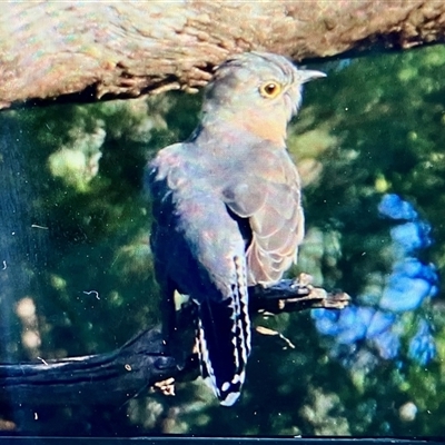 Cacomantis flabelliformis (Fan-tailed Cuckoo) at Koorawatha, NSW - 8 Mar 2025 by KooragindiJohn