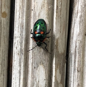 Scutiphora pedicellata (Metallic Jewel Bug) at South Mount Cameron, TAS - 26 Jan 2025 by TassieTurners