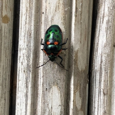 Scutiphora pedicellata (Metallic Jewel Bug) at South Mount Cameron, TAS - 26 Jan 2025 by TassieTurners