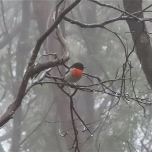 Petroica boodang at Jenolan, NSW - 8 Mar 2025 03:46 PM