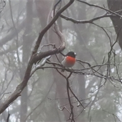 Petroica boodang at Jenolan, NSW - 8 Mar 2025 03:46 PM