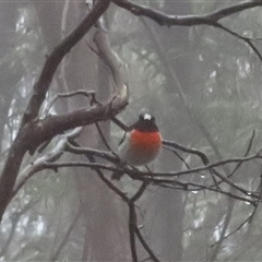 Petroica boodang at Jenolan, NSW - 8 Mar 2025 03:46 PM