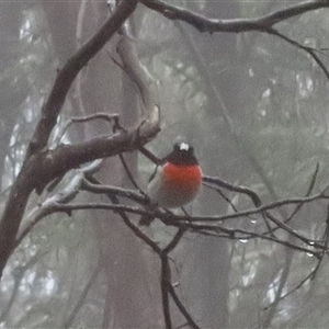 Petroica boodang at Jenolan, NSW - 8 Mar 2025 03:46 PM
