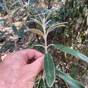 Olearia megalophylla (Large-leaf Daisy-bush) at Booth, ACT - 3 Mar 2025 by RAllen