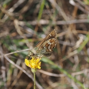 Atkinsia dominula (Two-brand grass-skipper) at Booth, ACT - 3 Mar 2025 by RAllen