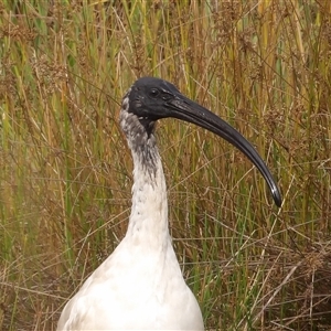 Threskiornis molucca (Australian White Ibis) at Kingston, ACT - 7 Mar 2025 by MatthewFrawley