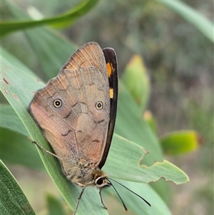 Heteronympha penelope (Shouldered Brown) at Captains Flat, NSW - 8 Mar 2025 by clarehoneydove