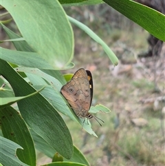 Heteronympha penelope at Captains Flat, NSW - 8 Mar 2025 05:46 PM
