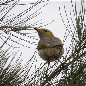 Ptilotula penicillata (White-plumed Honeyeater) at Kingston, ACT - 7 Mar 2025 by MatthewFrawley