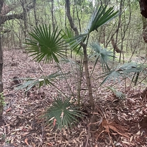 Livistona australis at Ulladulla, NSW - suppressed