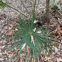 Livistona australis at Ulladulla, NSW - suppressed
