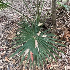 Livistona australis at Ulladulla, NSW - suppressed