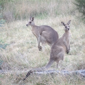 Macropus giganteus (Eastern Grey Kangaroo) at Kingston, ACT - 7 Mar 2025 by MatthewFrawley