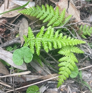 Cyathea australis subsp. australis at Ulladulla, NSW - 8 Mar 2025 by Clarel