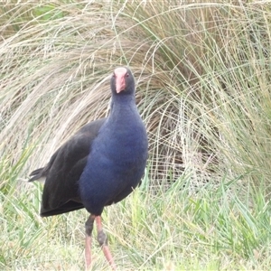 Porphyrio melanotus (Australasian Swamphen) at Kingston, ACT - 7 Mar 2025 by MatthewFrawley