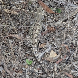 Amphibolurus muricatus (Jacky Lizard) at Bywong, NSW - 8 Mar 2025 by Alihumphreys