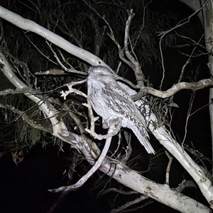 Podargus strigoides (Tawny Frogmouth) at Bywong, NSW - 8 Mar 2025 by Alihumphreys