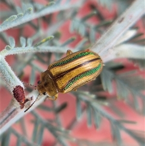 Calomela juncta (Leaf beetle) at Captains Flat, NSW - 8 Mar 2025 by clarehoneydove