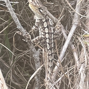 Amphibolurus muricatus at Bawley Point, NSW - 8 Mar 2025 by Clarel