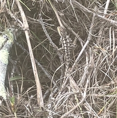Amphibolurus muricatus at Bawley Point, NSW - 8 Mar 2025 11:43 AM