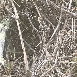 Amphibolurus muricatus at Bawley Point, NSW - 8 Mar 2025 11:43 AM