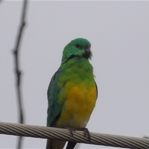 Psephotus haematonotus (Red-rumped Parrot) at Kingston, ACT - 7 Mar 2025 by MatthewFrawley