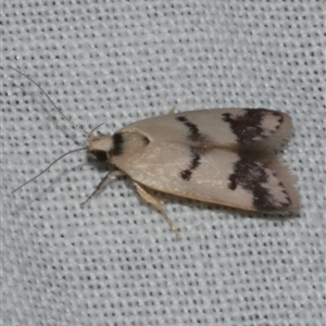 Compsotropha strophiella at Freshwater Creek, VIC - 1 Mar 2025 02:27 AM