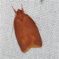 Epicurica laetiferanus at Freshwater Creek, VIC - 1 Mar 2025 02:57 AM