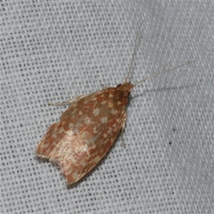Syringoseca rhodoxantha at Freshwater Creek, VIC - 1 Mar 2025 02:27 AM