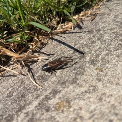 Teleogryllus commodus at Morwell, VIC - 8 Mar 2025 by Bethany