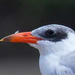 Hydroprogne caspia (Caspian Tern) at Tomakin, NSW - 8 Mar 2025 by jb2602