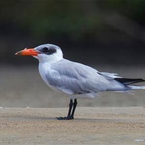 Hydroprogne caspia at Tomakin, NSW - 8 Mar 2025 10:18 AM