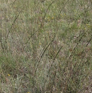 Sporobolus creber (Slender Rat's Tail Grass) at Strathnairn, ACT - 2 Mar 2025 by pinnaCLE