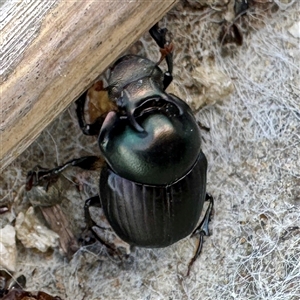 Onthophagus australis (Southern dung beetle) at Lake George, NSW - 8 Mar 2025 by Hejor1