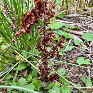 Rumex crispus at Lake George, NSW - 8 Mar 2025 03:23 PM