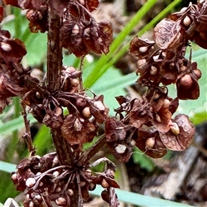 Rumex crispus at Lake George, NSW - 8 Mar 2025 03:23 PM