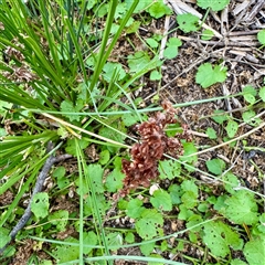 Rumex crispus at Lake George, NSW - 8 Mar 2025 03:23 PM