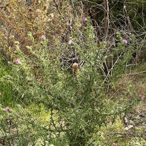 Cirsium vulgare (Spear Thistle) at Lake George, NSW - 8 Mar 2025 by Hejor1