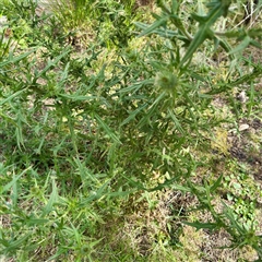 Cirsium vulgare at Lake George, NSW - 8 Mar 2025 03:22 PM