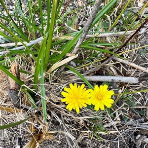 Hypochaeris radicata (Cat's Ear, Flatweed) at Lake George, NSW - 8 Mar 2025 by Hejor1