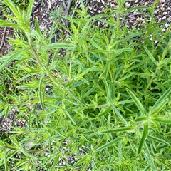 Dittrichia graveolens at Lake George, NSW - 8 Mar 2025 03:21 PM