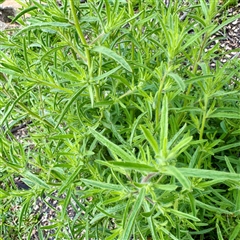 Dittrichia graveolens at Lake George, NSW - 8 Mar 2025 03:21 PM