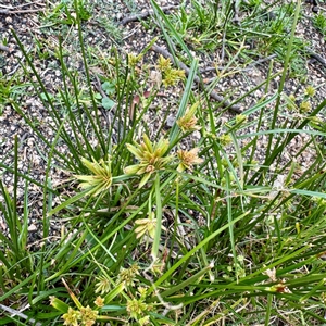 Cyperus eragrostis (Umbrella Sedge) at Lake George, NSW - 8 Mar 2025 by Hejor1